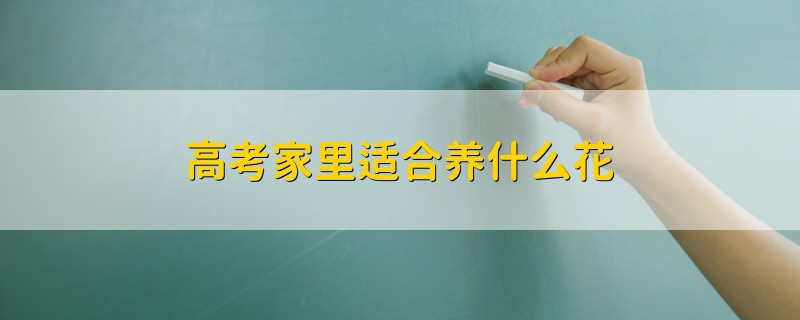 高考家里适合养什么花